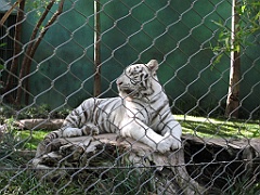 067 Secret Garden Mirage